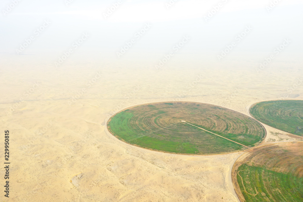 Circular green irrigation patches for agriculture in the desert. Dubai, UAE.