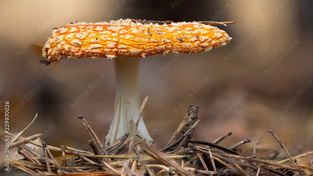 Amanita muscaria fly agaric red mushrooms with white spots in grass