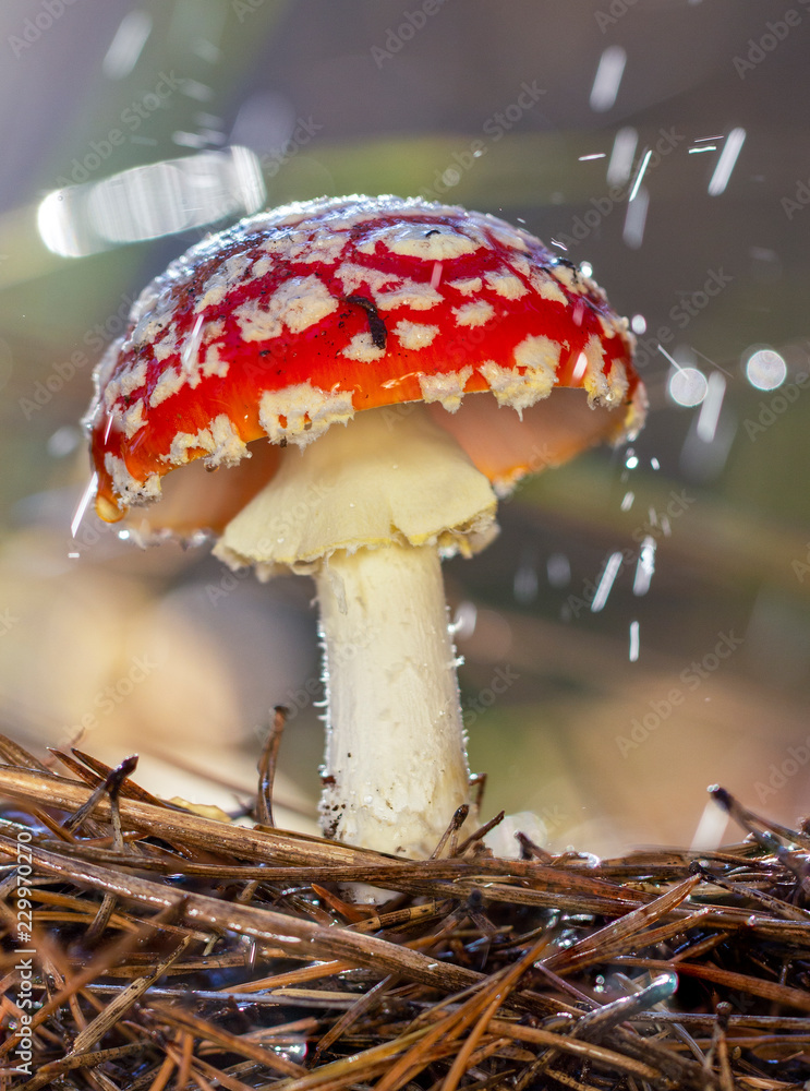 Amanita muscaria fly agaric red museum with white spots in grass（鹅膏菌蝇木耳红色蘑菇，草丛中有白色斑点）