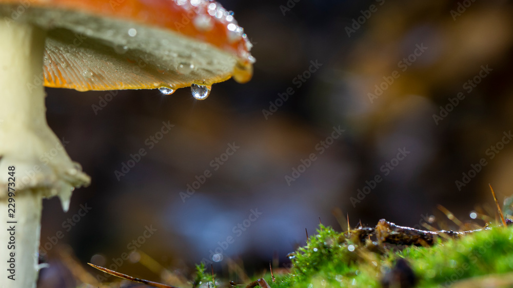 Amanita muscaria fly agaric red museum with white spots in grass（毒蕈鹅膏菌飞木耳红色蘑菇，草丛中有白色斑点）