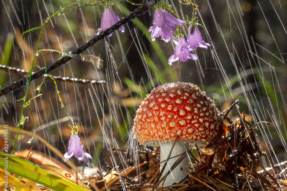 Amanita muscaria fly agaric red museum with white spots in grass（鹅膏菌蝇木耳红色蘑菇，草丛中有白色斑点）