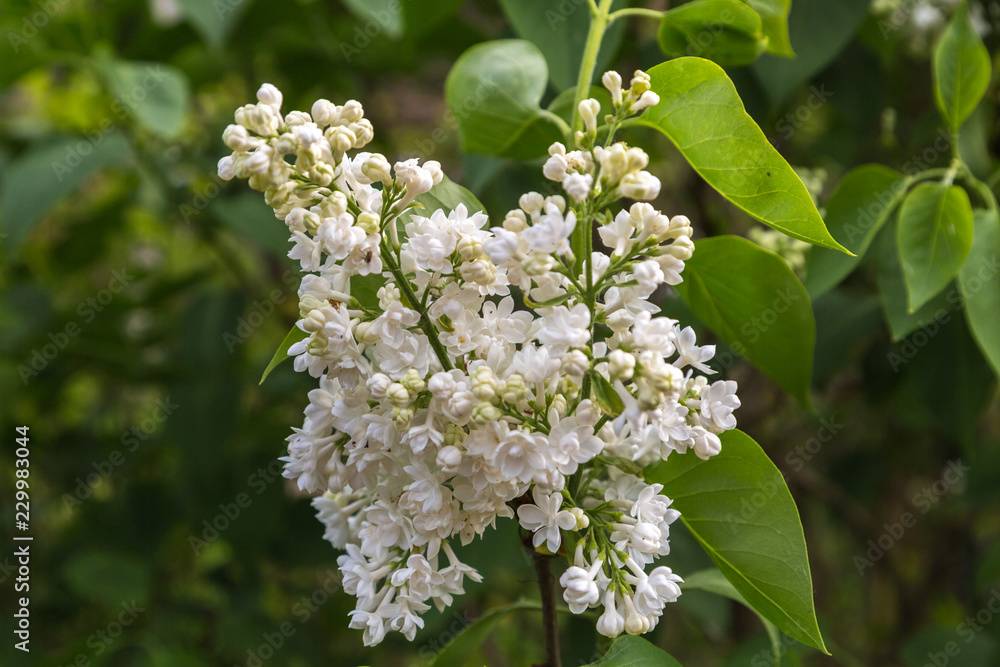 美丽的丁香花特写