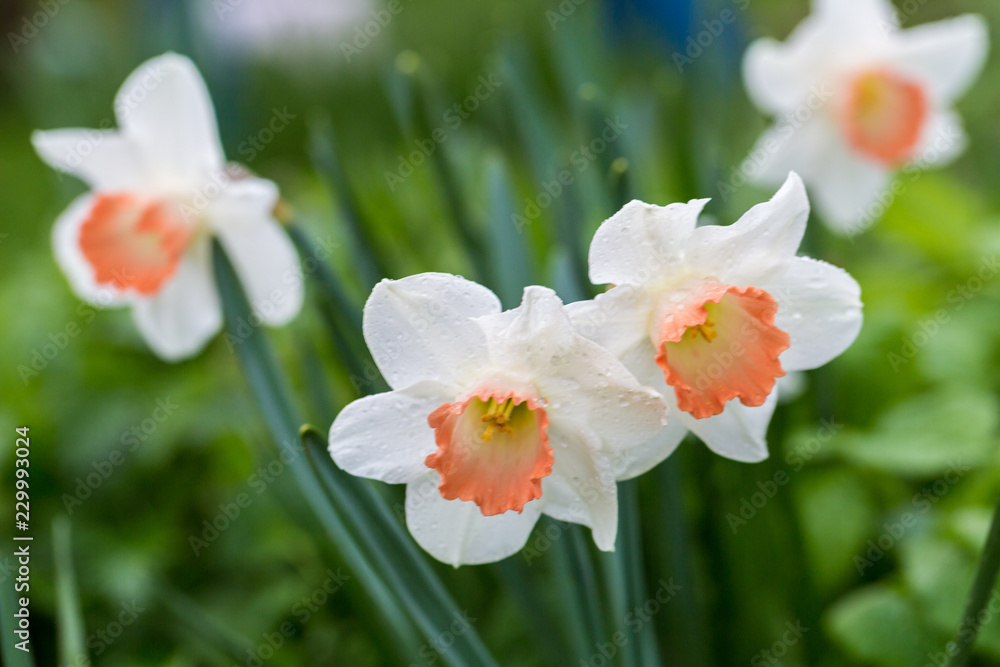 白色水仙（narcissus poeticus）