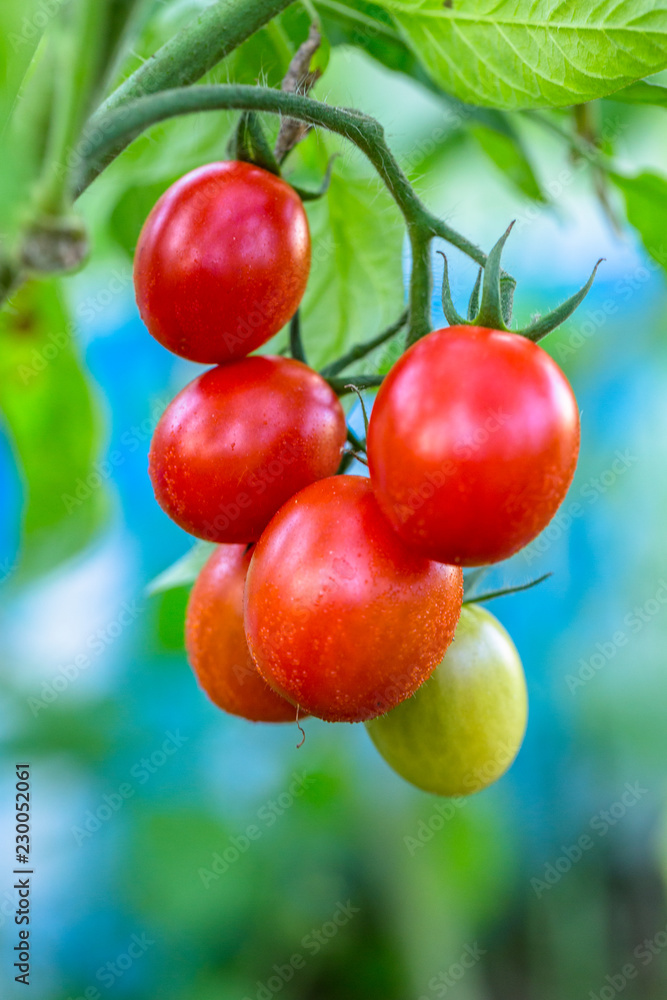 Tomatoes in the garden,Vegetable garden with plants of red tomatoes. Ripe tomatoes on a vine, growin