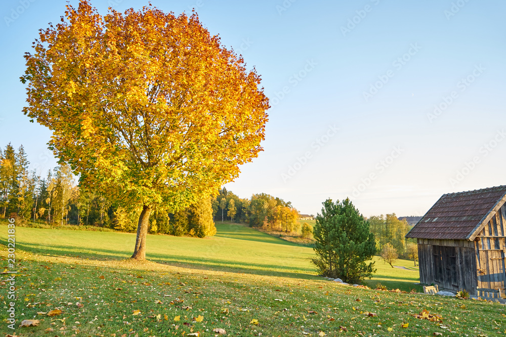 Von Sonne angestrahlter orange leuchtender Laubbaum auf einer Wiese und eine Holzhütte