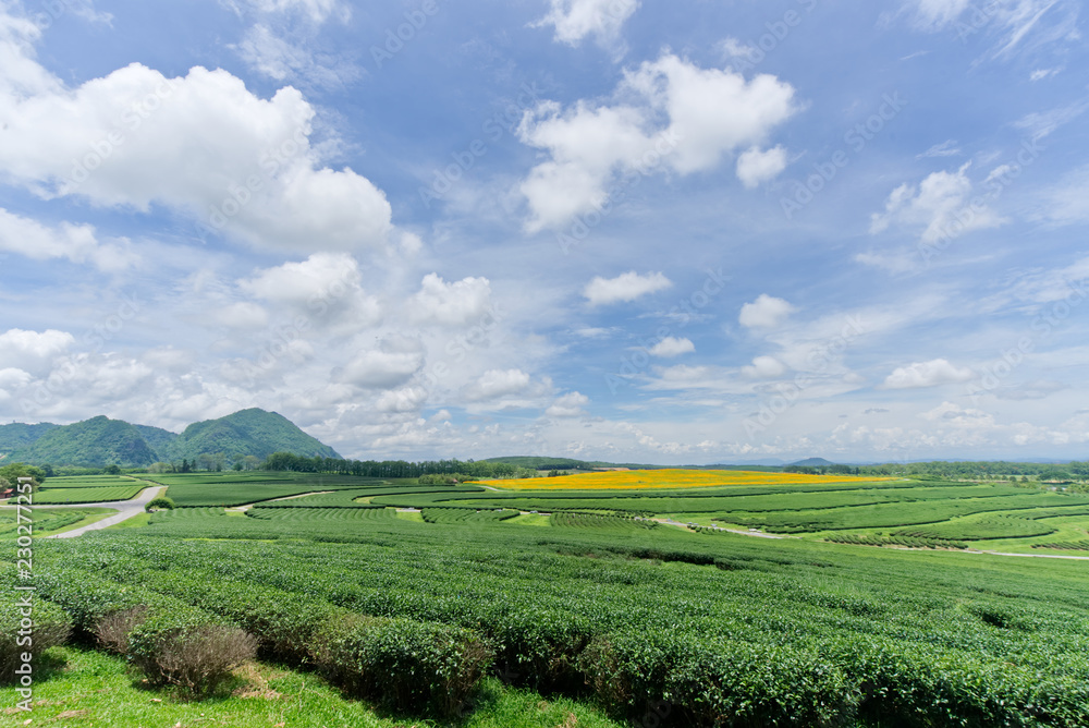 绿茶种植园的景观。它位于泰国清莱的Singha部分种植园。