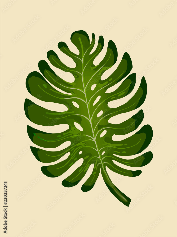 Tropical split leaf philodendron illustration