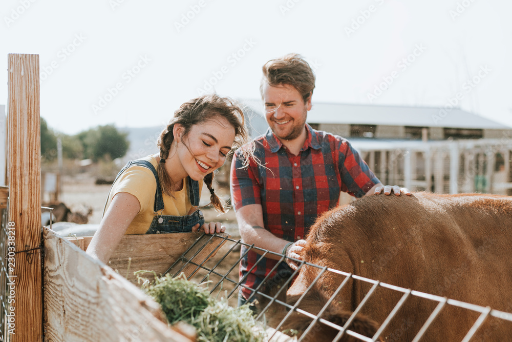 幸福夫妻喂牛