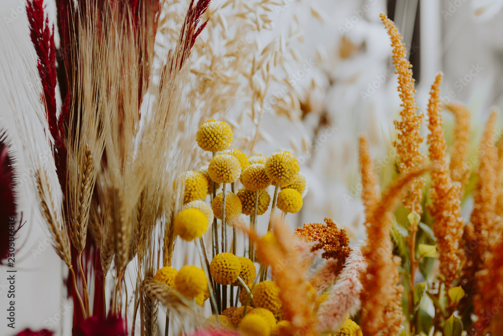 各种干花的特写