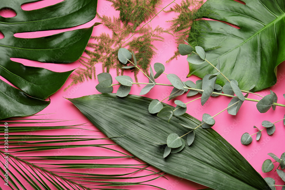 Tropical leaves on color background