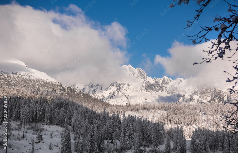 雪下的冷杉。山林的冬季景观