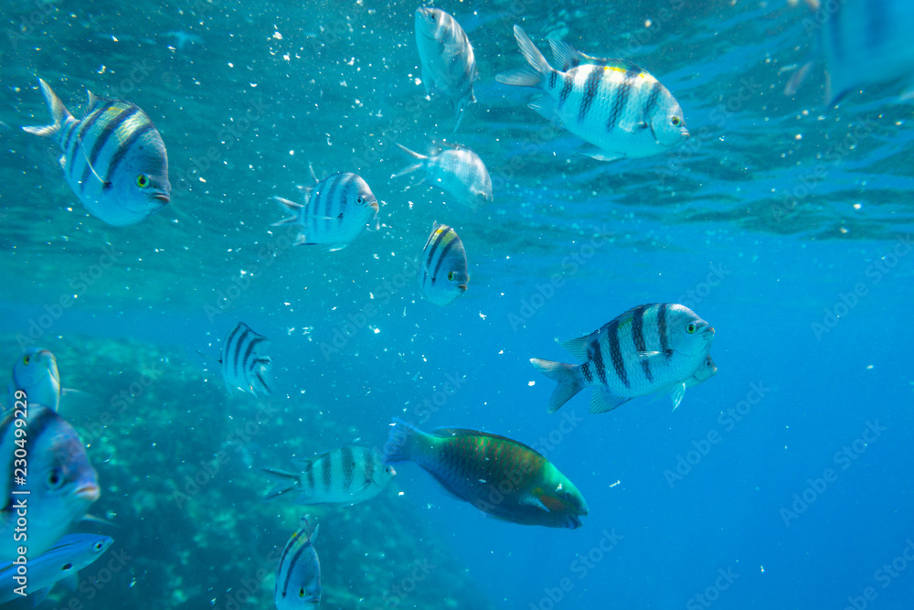 埃及红海海底热带鱼风光