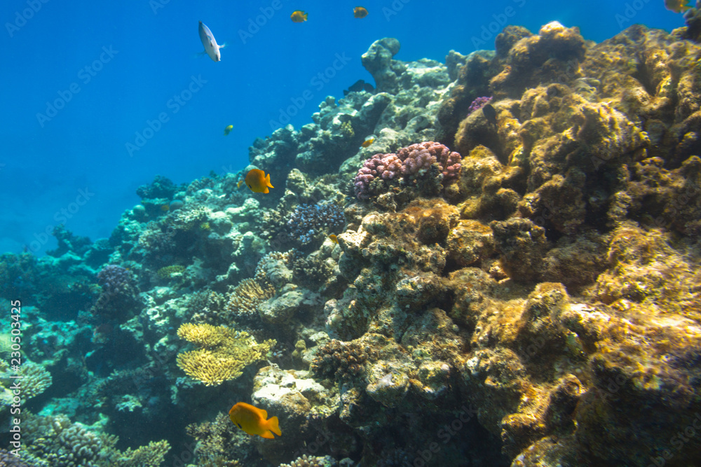 Coral reef of Red Sea with tropical fishes, Egypt