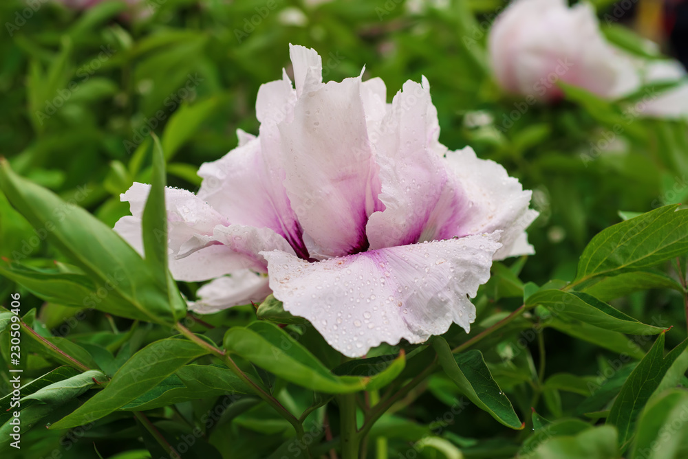 White peony flowers growing in the garden, floral natural background