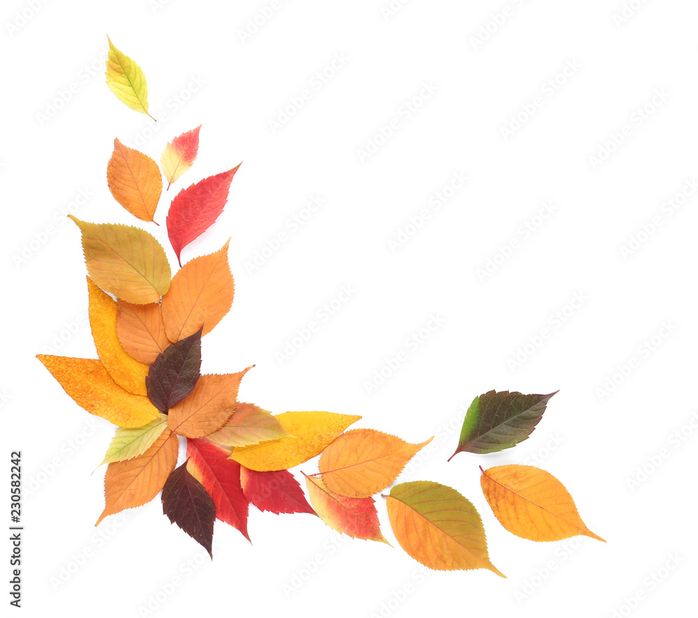 Beautiful autumn leaves on white background