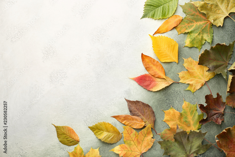 Beautiful autumn leaves on color background