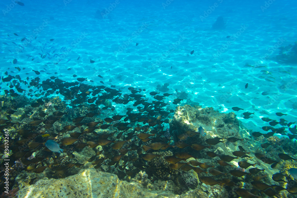 Red Sea underwater scenery with tropical fishes, Egypt