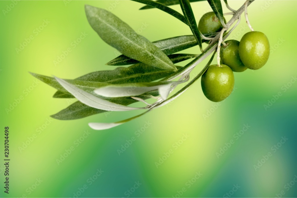 Olives on olive tree branch on background.