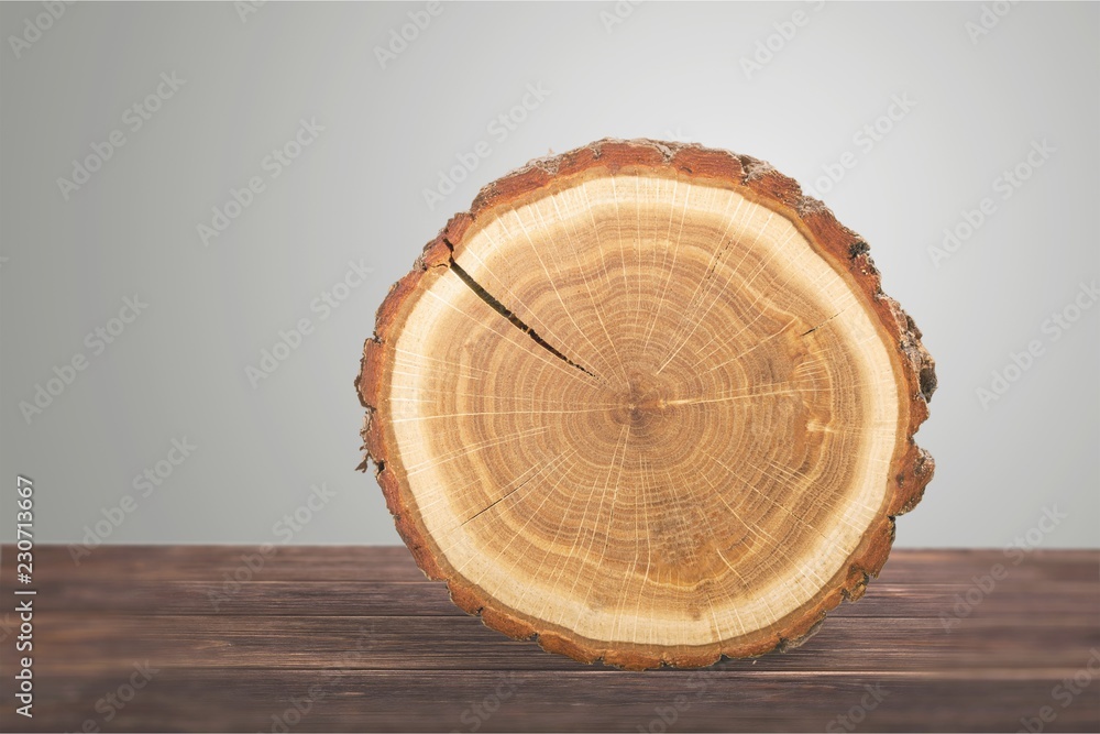 Wood round slice, isolated