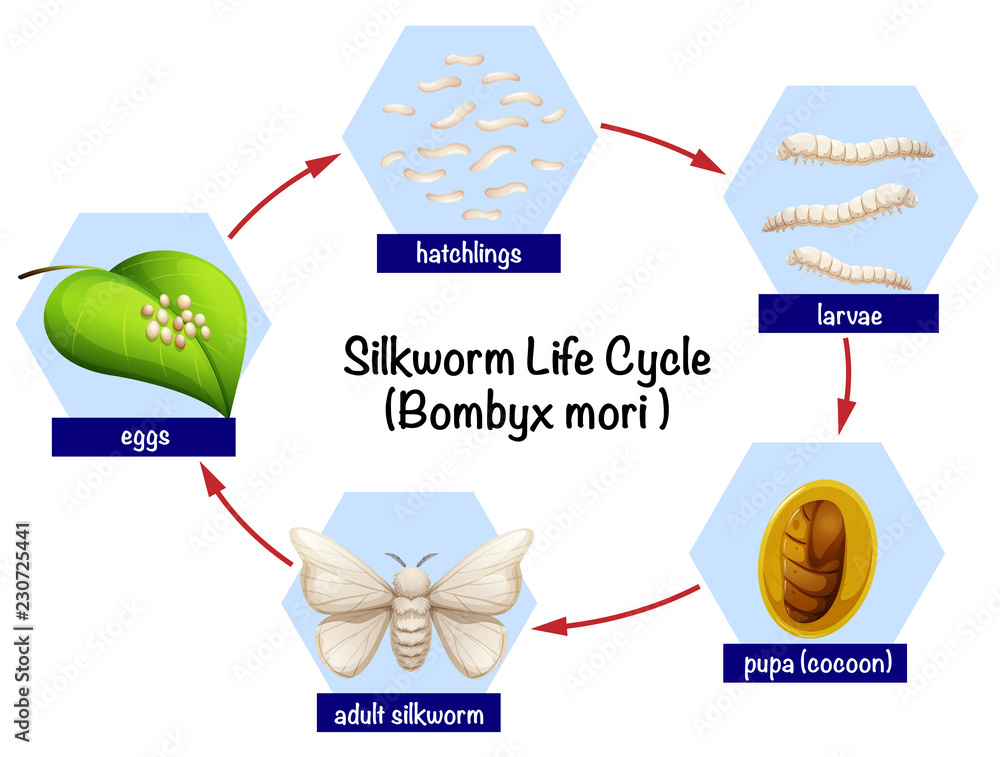 蚕的生命周期图