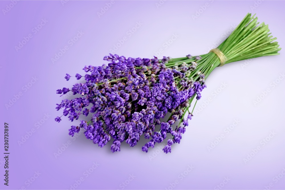 Bouquet of lavender flowers on white background