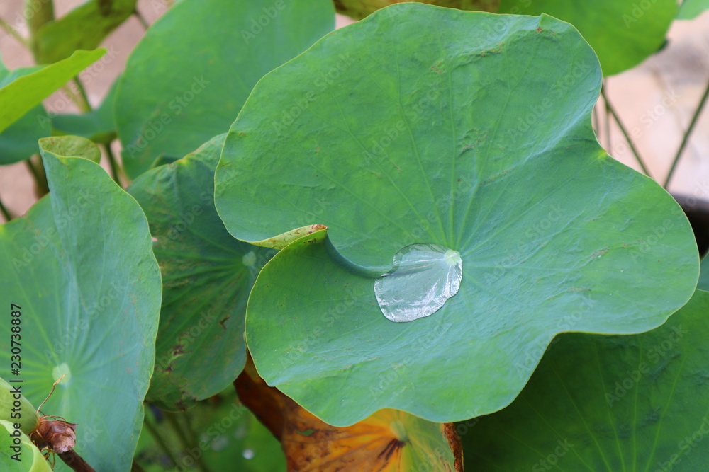 绿色植物水