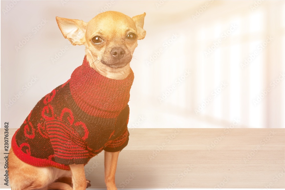 Chihuahua dog wearing sweater   on  background