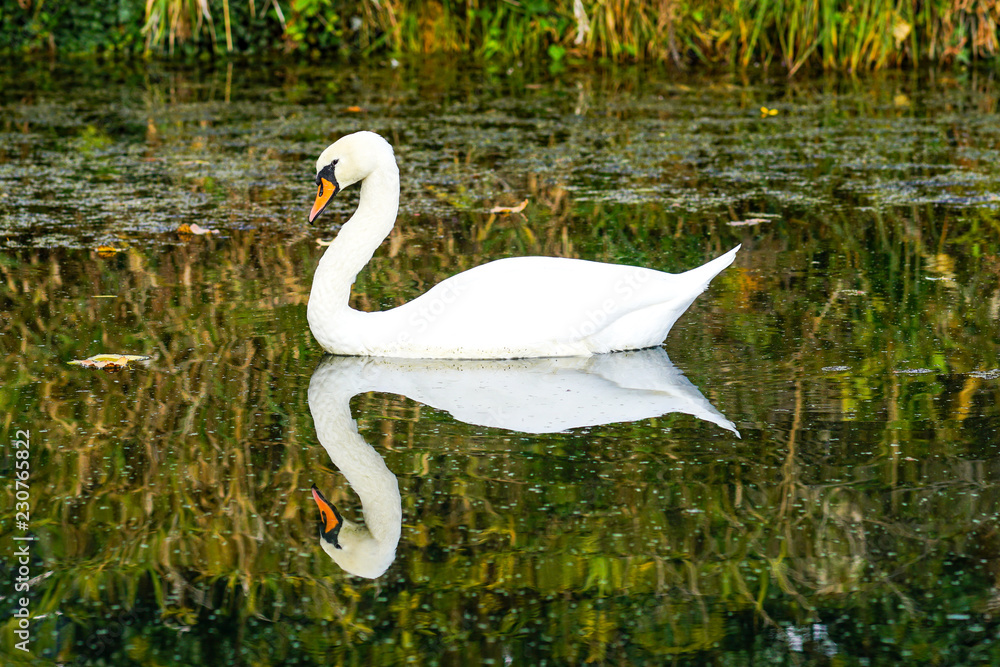 Höckerschwan