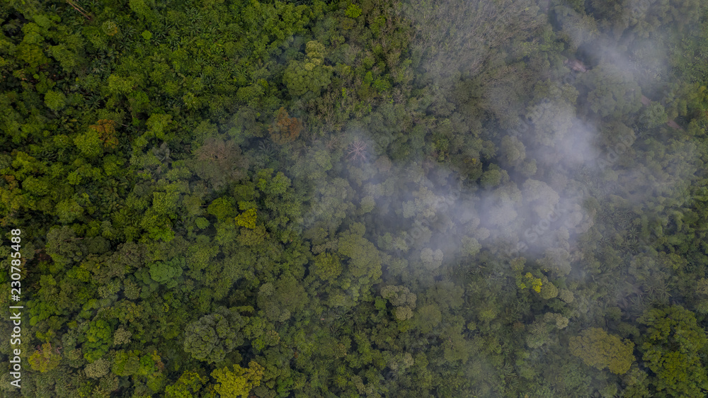 Aerial view of forest with mist, texture of forest.