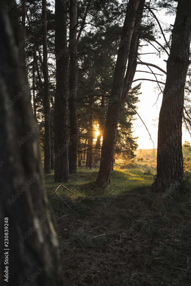 Fichten im Sonnenuntergang