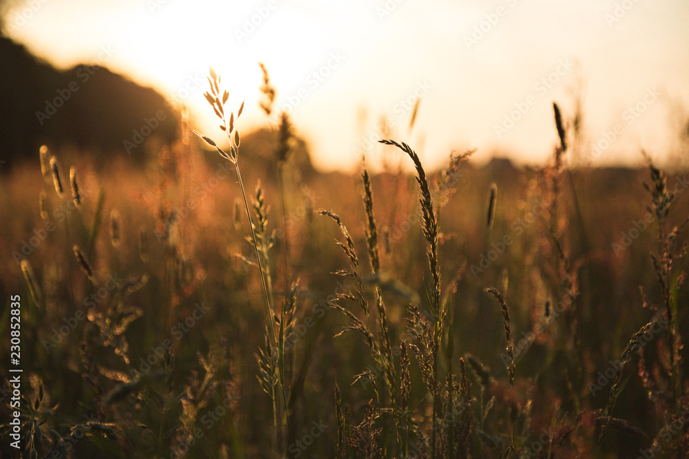 Grashalme im Sonnenlicht