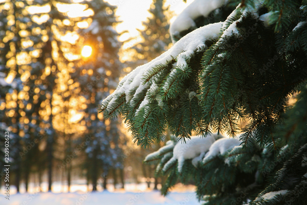 Sunset  in  Russia. Spruce, snow on  branches