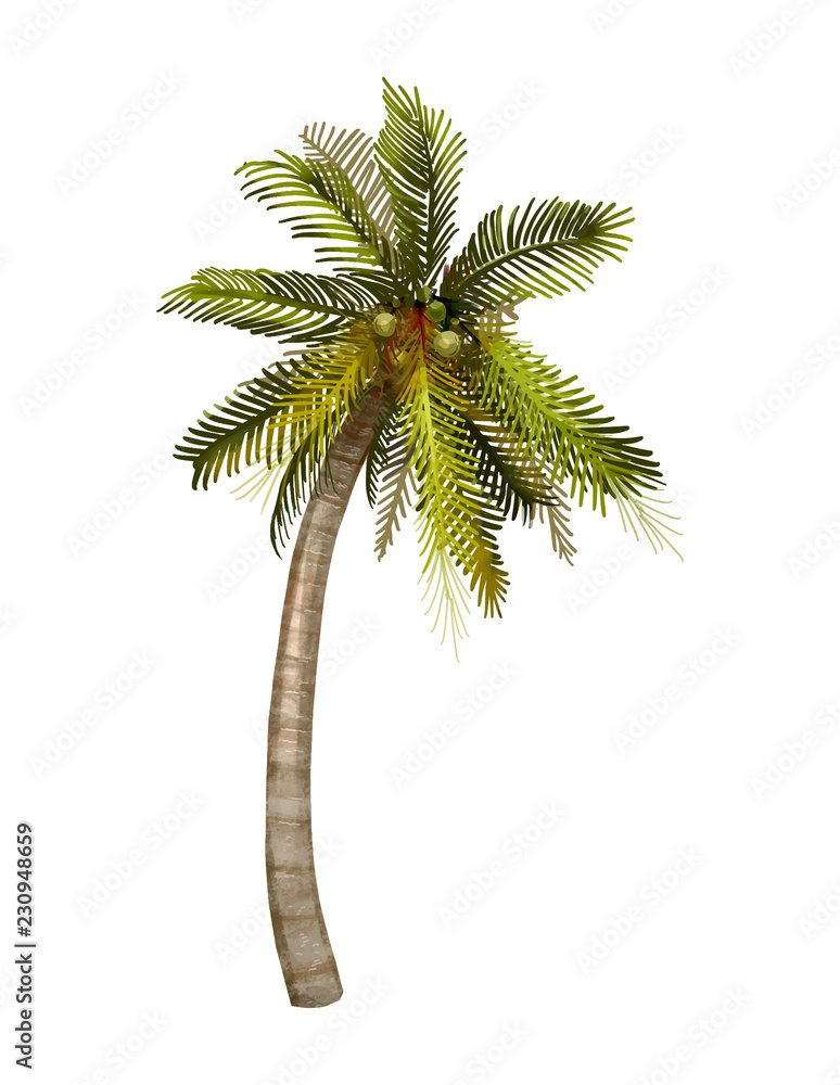 Tropical coconut palm tree illustration