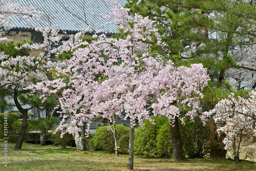 日本庭園の桜