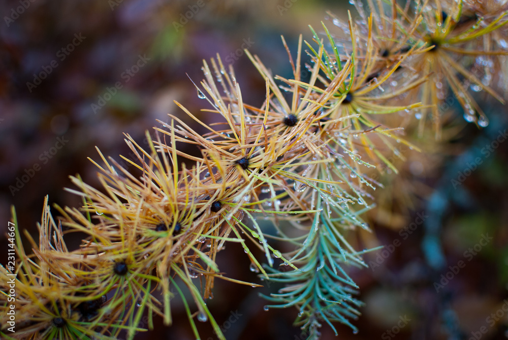 Close-up of a colorful autumn branch