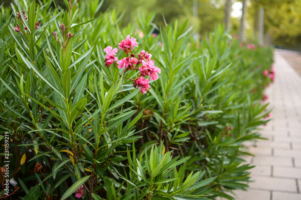 城市花坛上的绿色植物