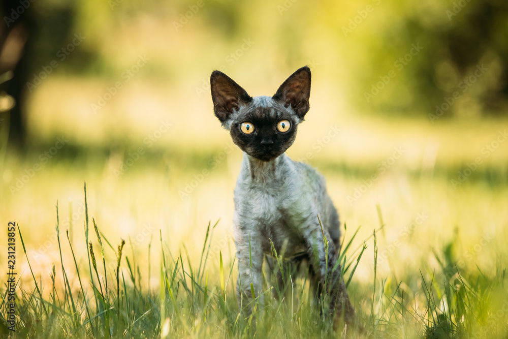 绿草中的年轻灰色德文郡雷克斯小猫。短毛猫