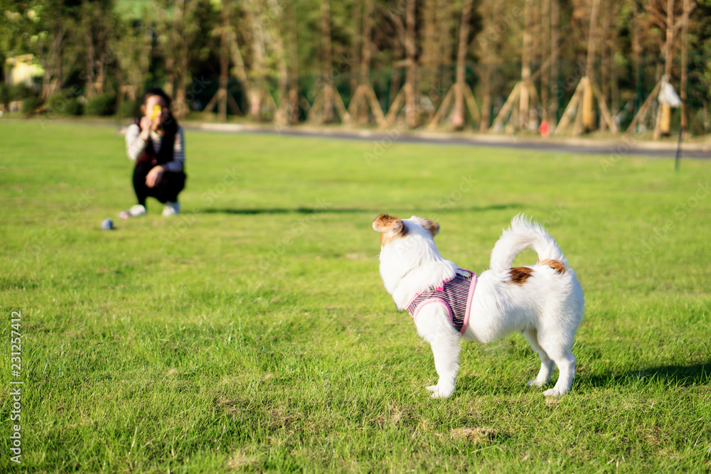 Dog and hostess, park background