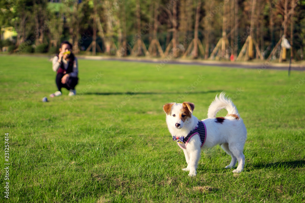 Dog and hostess, park background