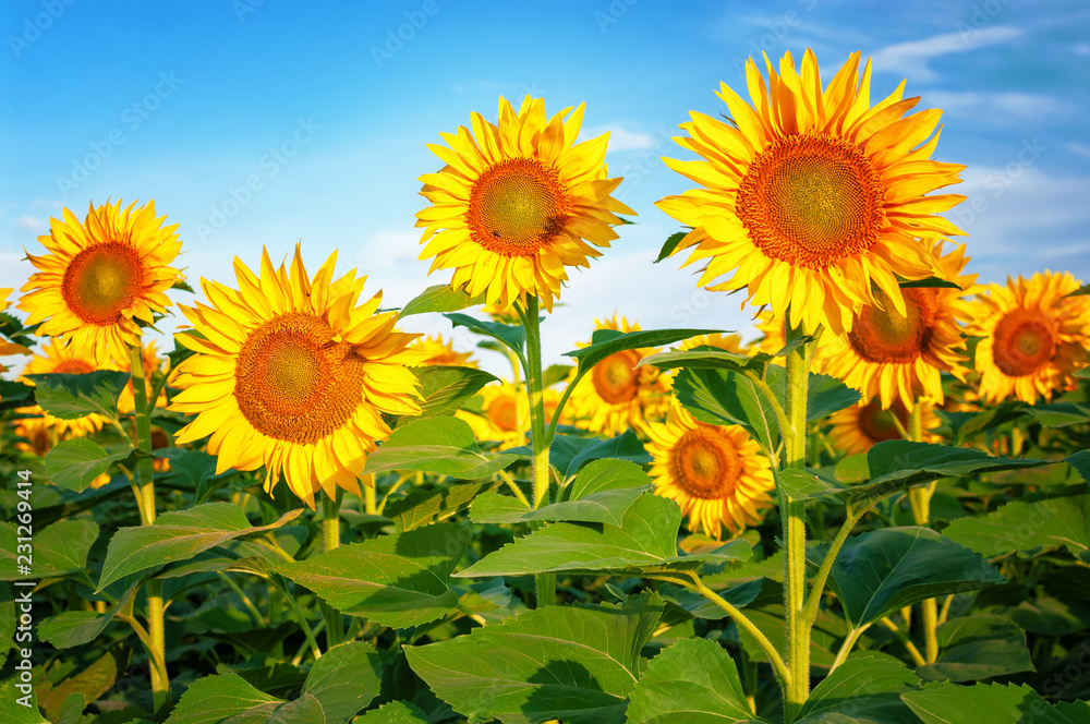 Blooming Sunflower field