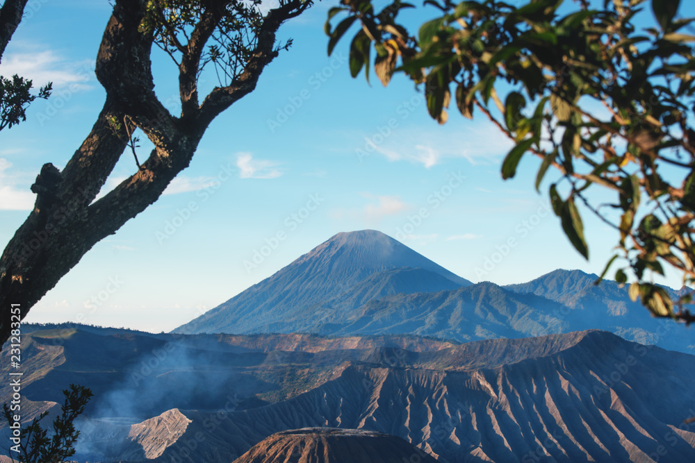 The old huge trees beside Bromo volcano