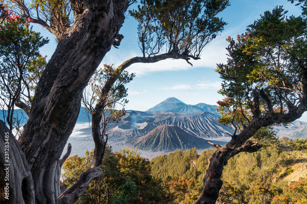 布罗莫火山旁古老的大树