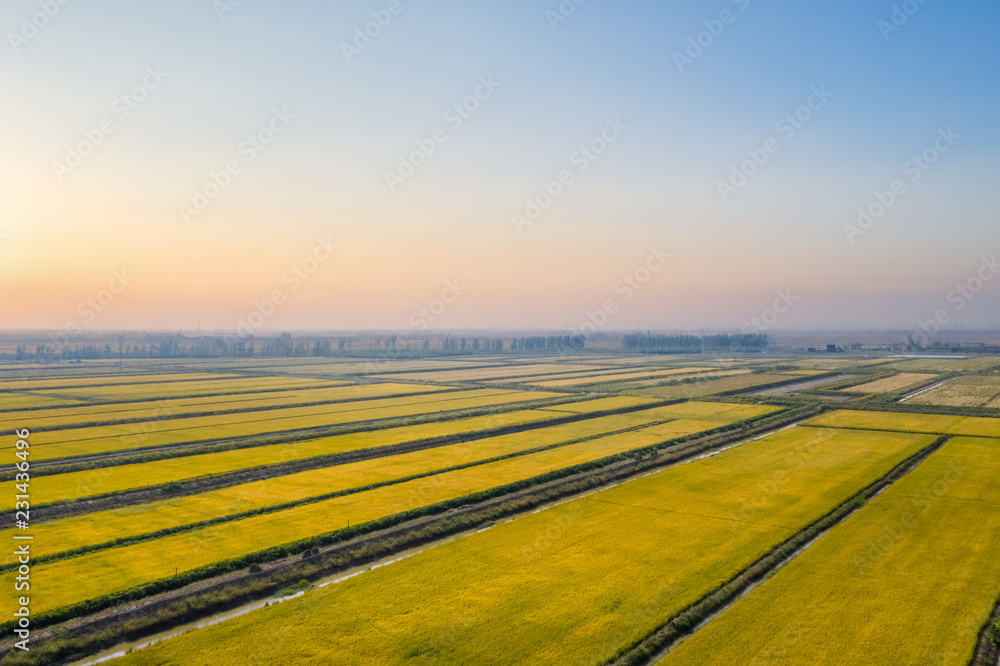 autumn rice fields in sunset