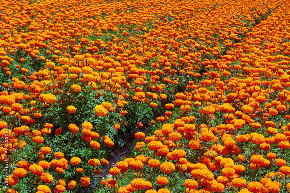 种植明亮橙色花朵的田地。Tagetes erecta或万寿菊种植园。在墨西哥ta