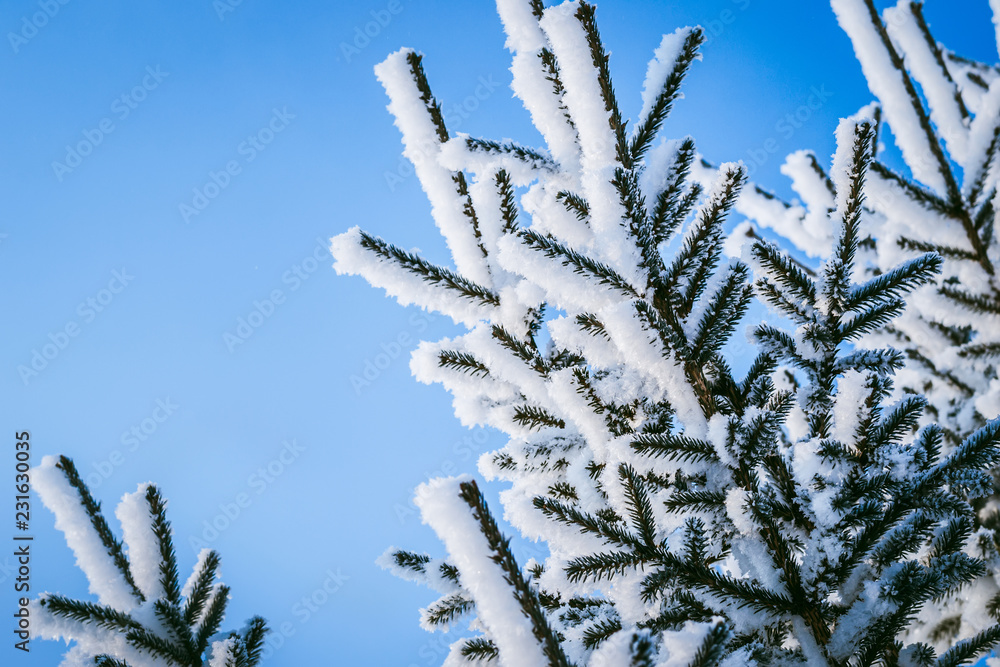 蓝色的冬天背景。天空中的雪针叶树枝