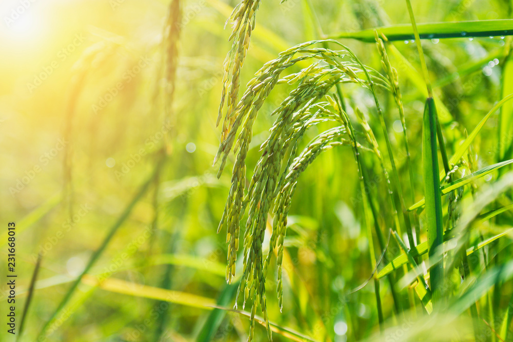 fresh rice paddy in field with sunrise