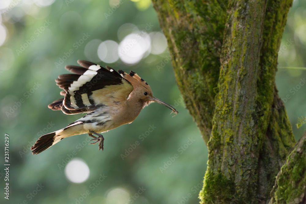 Upupa in volo con insetto (Upupa epops)