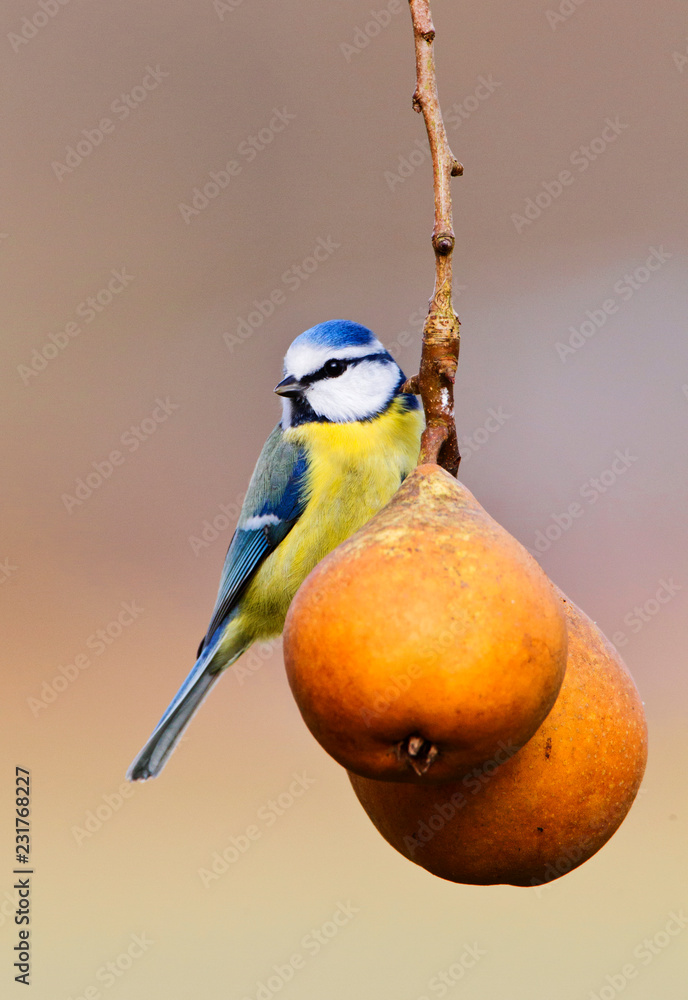 Blue Tit Perched on Fruit