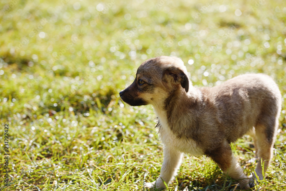 cute puppy is sitting on the green grass on a meadow at morning