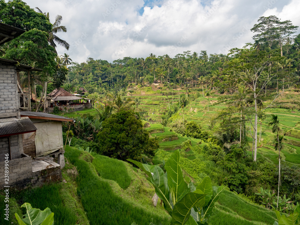 印度尼西亚巴厘岛UBUD，2108年10月：Tegallal附近晨光中美丽的绿色水稻梯田